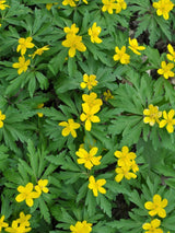 Gelbes Windröschen, Anemone ranunculoides kaufen im Online-Shop der Bohlken Baumschulen