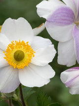 Anemone x cultorum 'Wild Swan' kaufen im Online-Shop der Bohlken Baumschulen