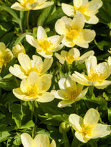 Leipziger Busch-Windröschen, Anemone x lipsiensis kaufen im Online-Shop der Bohlken Baumschulen