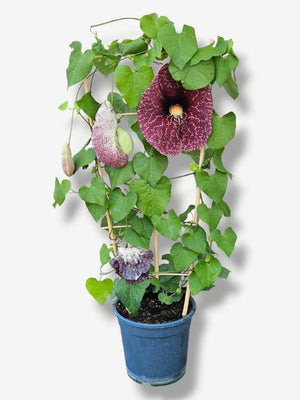 Artikelbild für Aristolochia gigantea im Online-Shop der Bohlken Baumschulen