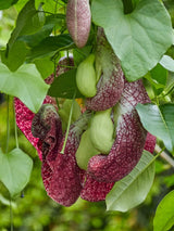 Artikelbild für Aristolochia gigantea im Online-Shop der Bohlken Baumschulen