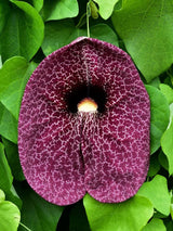 Artikelbild für Aristolochia gigantea im Online-Shop der Bohlken Baumschulen