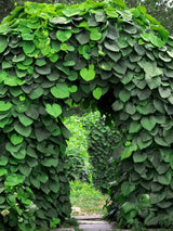 Großblättrige Pfeifenwinde, Amerikanische Pfeifenwinde, Aristolochia macrophylla kaufen im Online-Shop der Bohlken Baumschulen