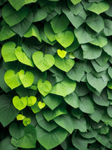 Großblättrige Pfeifenwinde, Amerikanische Pfeifenwinde, Aristolochia macrophylla kaufen im Online-Shop der Bohlken Baumschulen