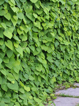 Großblättrige Pfeifenwinde, Amerikanische Pfeifenwinde, Aristolochia macrophylla kaufen im Online-Shop der Bohlken Baumschulen