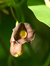 Großblättrige Pfeifenwinde, Amerikanische Pfeifenwinde, Aristolochia macrophylla kaufen im Online-Shop der Bohlken Baumschulen