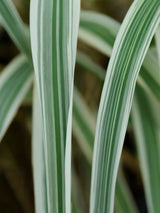 Buntblättriges Pfahlrohr, Arundo donax 'Variegata' kaufen im Online-Shop der Bohlken Baumschulen