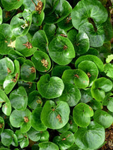 Heimische Haselwurz, Asarum europaeum kaufen im Online-Shop der Bohlken Baumschulen