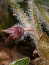 Heimische Haselwurz, Asarum europaeum kaufen im Online-Shop der Bohlken Baumschulen