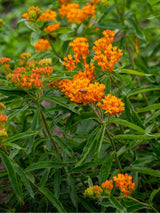 Knollige Seidenpflanze, Asclepias tuberosa kaufen im Online-Shop der Bohlken Baumschulen
