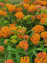 Knollige Seidenpflanze, Asclepias tuberosa kaufen im Online-Shop der Bohlken Baumschulen