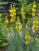 Mediterrane Junkerlilie, Asphodeline lutea kaufen im Online-Shop der Bohlken Baumschulen