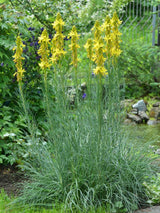 Mediterrane Junkerlilie, Asphodeline lutea kaufen im Online-Shop der Bohlken Baumschulen