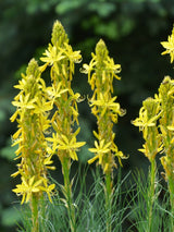 Mediterrane Junkerlilie, Asphodeline lutea kaufen im Online-Shop der Bohlken Baumschulen
