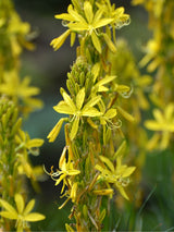 Mediterrane Junkerlilie, Asphodeline lutea kaufen im Online-Shop der Bohlken Baumschulen