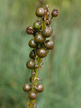 Mediterrane Junkerlilie, Asphodeline lutea kaufen im Online-Shop der Bohlken Baumschulen