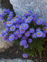Alpen-Aster, Aster alpinus 'Dunkle Schöne' kaufen im Online-Shop der Bohlken Baumschulen