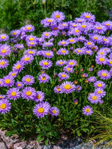 Alpen-Aster, Aster alpinus 'Dunkle Schöne' kaufen im Online-Shop der Bohlken Baumschulen