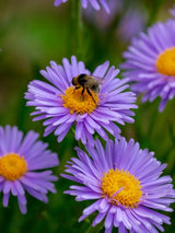 Alpen-Aster, Aster alpinus 'Dunkle Schöne' kaufen im Online-Shop der Bohlken Baumschulen