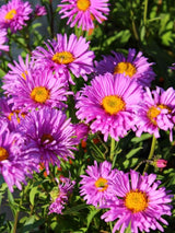 Alpen-Aster. Aster alpinus 'Happy End' kaufen im Online-Shop der Bohlken Baumschulen