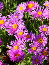 Alpen-Aster. Aster alpinus 'Happy End' kaufen im Online-Shop der Bohlken Baumschulen