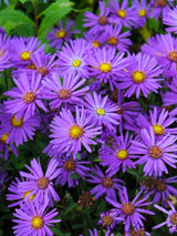 Sommer-Aster, Berg-Aster, Aster amellus 'Veilchenkönigin' kaufen im Online-Shop der Bohlken Baumschulen