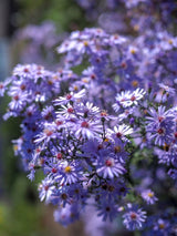 Schleier-Aster, Aster cordifolius 'Ideal' kaufen im Online-Shop der Bohlken Baumschulen