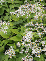 Weiße Wald-Aster, Sperrige Aster, Aster divaricatus kaufen im Online-Shop der Bohlken Baumschulen