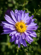Kissen-Aster, Aster dumosus 'Blaue Lagune' kaufen im Online-Shop der Bohlken Baumschulen