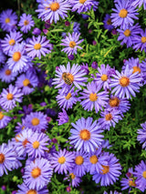 Kissen-Aster, Aster dumosus 'Blaue Lagune' kaufen im Online-Shop der Bohlken Baumschulen