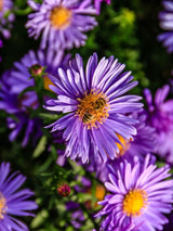 Kissen-Aster, Aster dumosus 'Blaue Lagune' kaufen im Online-Shop der Bohlken Baumschulen