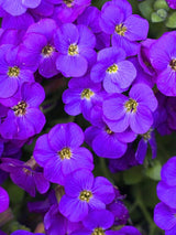 Blaukissen, Aubrieta x cultorum 'Blaumeise' kaufen im Online-Shop der Bohlken Baumschulen