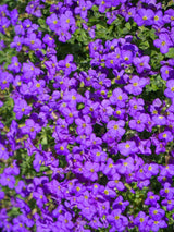 Blaukissen, Aubrieta x cultorum 'Blaumeise' kaufen im Online-Shop der Bohlken Baumschulen