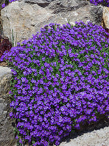 Blaukissen, Aubrieta x cultorum 'Blaumeise' kaufen im Online-Shop der Bohlken Baumschulen