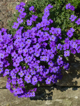 Blaukissen, Aubrieta x cultorum 'Blaumeise' kaufen im Online-Shop der Bohlken Baumschulen
