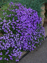 Blaukissen, Aubrieta x cultorum 'Blaumeise' kaufen im Online-Shop der Bohlken Baumschulen