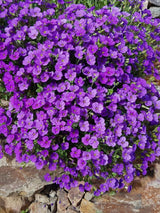 Blaukissen, Aubrieta x cultorum 'Hamburger Stadtpark' kaufen im Online-Shop der Bohlken Baumschulen