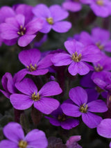 Blaukissen, Aubrieta x cultorum 'Hamburger Stadtpark' kaufen im Online-Shop der Bohlken Baumschulen
