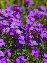 Blaukissen, Aubrieta x cultorum 'Hamburger Stadtpark' kaufen im Online-Shop der Bohlken Baumschulen