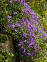 Blaukissen, Aubrieta x cultorum 'Hamburger Stadtpark' kaufen im Online-Shop der Bohlken Baumschulen