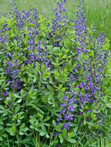 Blaue Färberhülse, Indigolupine, Baptisia australis kaufen im Online-Shop der Bohlken Baumschulen