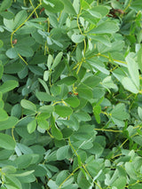 Blaue Färberhülse, Indigolupine, Baptisia australis kaufen im Online-Shop der Bohlken Baumschulen