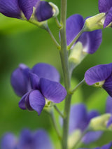 Blaue Färberhülse, Indigolupine, Baptisia australis kaufen im Online-Shop der Bohlken Baumschulen