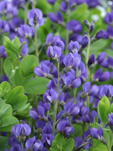 Blaue Färberhülse, Indigolupine, Baptisia australis kaufen im Online-Shop der Bohlken Baumschulen