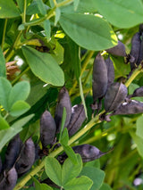 Blaue Färberhülse, Indigolupine, Baptisia australis kaufen im Online-Shop der Bohlken Baumschulen