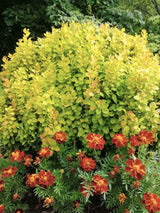 Berberitze, Berberis thunbergii 'Neon Gold' ® kaufen im Online-Shop der Bohlken Baumschulen