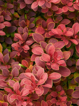 Berberitze, Berberis thunbergii 'Red Hot Chili' ® kaufen im Online-Shop der Bohlken Baumschulen.