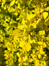 Gelbe Zwergberberitze, Goldberberitze 'Aurea', Berberis thunbergii 'Aurea' kaufen im Online-Shop der Bohlken Baumschulen