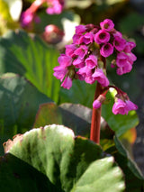 Bergenie, Bergenia cordifolia 'Admiral' kaufen im Online-Shop der Bohlken Baumschulen