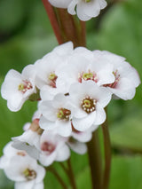 Bergenie, Bergenia cordifolia 'Bressingham White' kaufen im Online-Shop der Bohlken Baumschulen